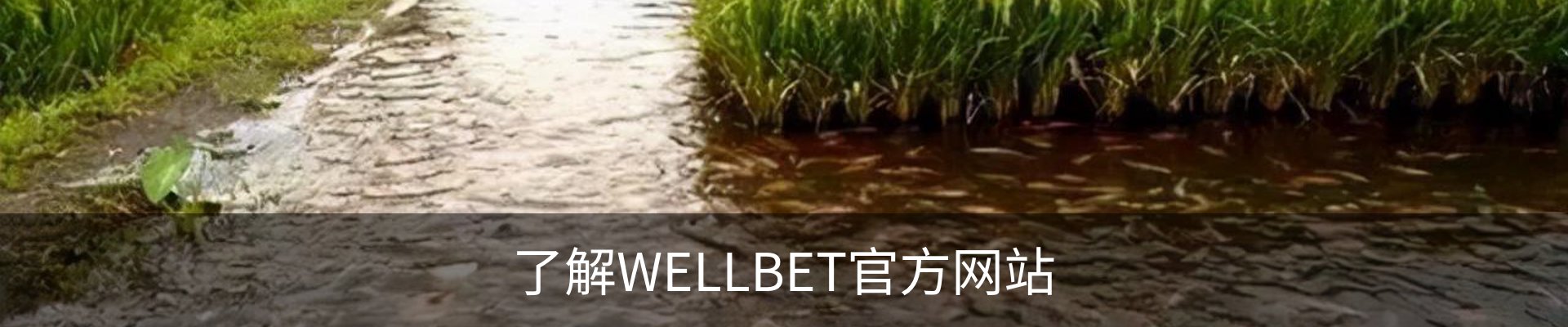 了解WELLBET官方网站